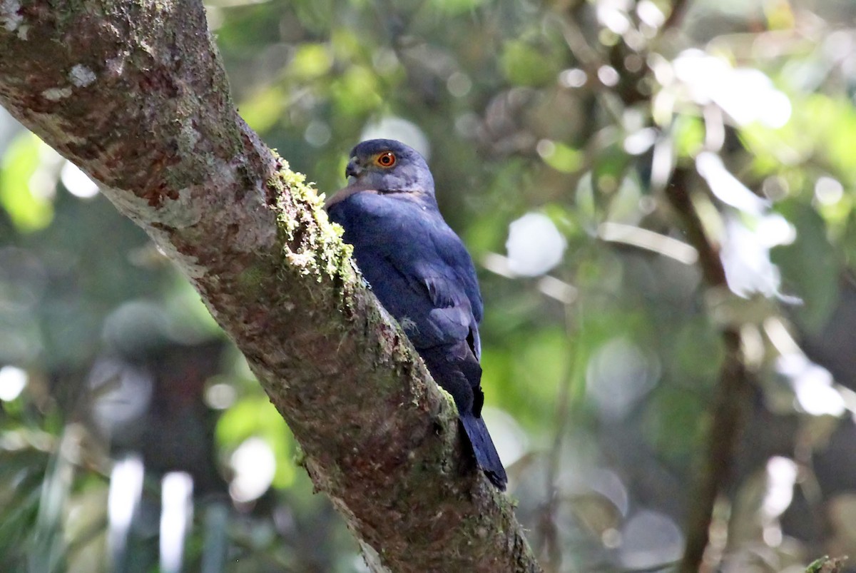 Small Sparrowhawk - ML204845741