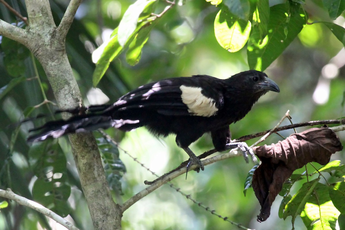 Goliath Coucal - Phillip Edwards