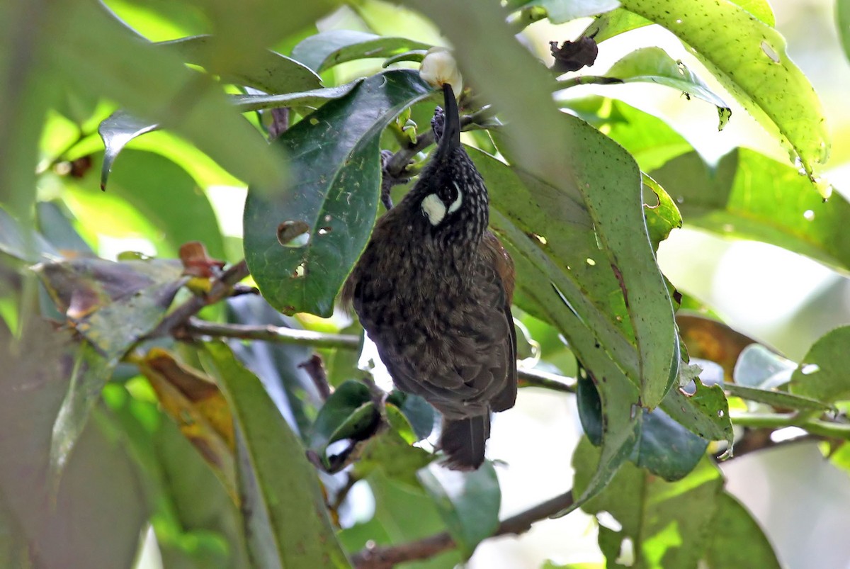 White-eared Myza - ML204845861