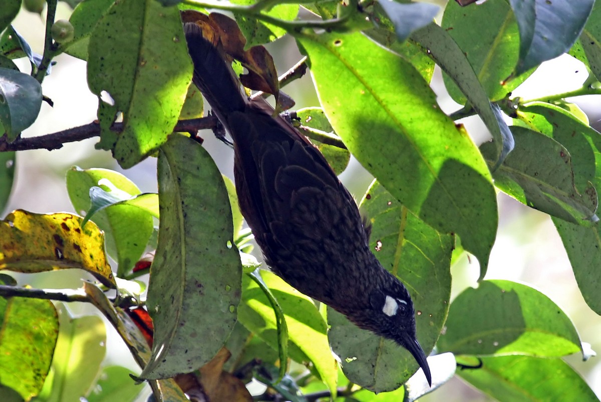 White-eared Myza - ML204845871