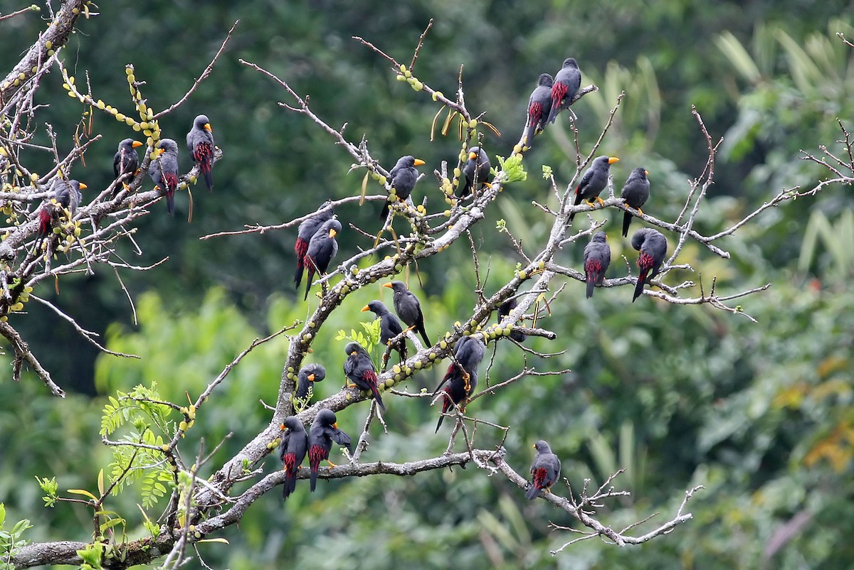 Finch-billed Myna - Phillip Edwards