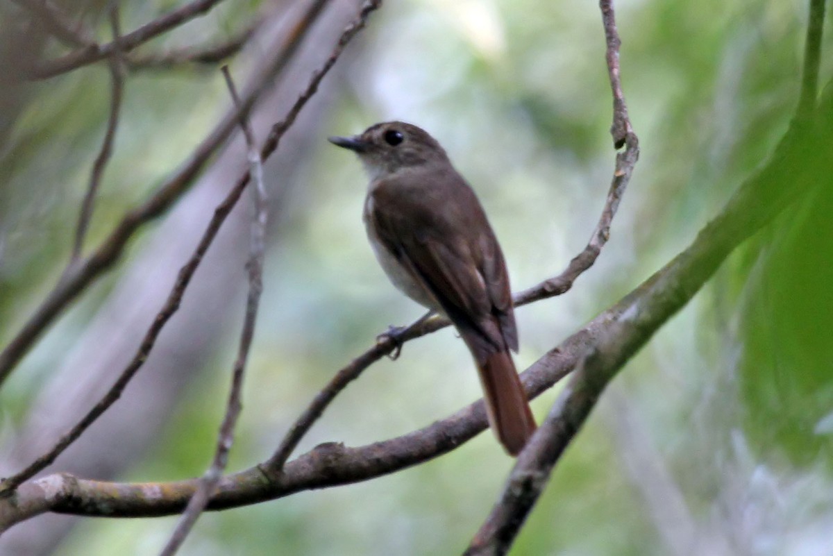 Banggai Jungle Flycatcher - ML204846071