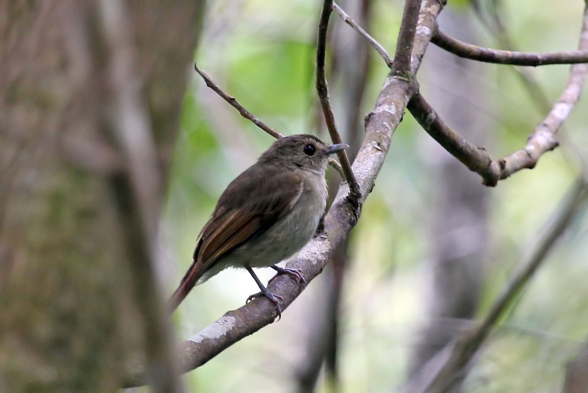 Banggai Jungle Flycatcher - ML204846081