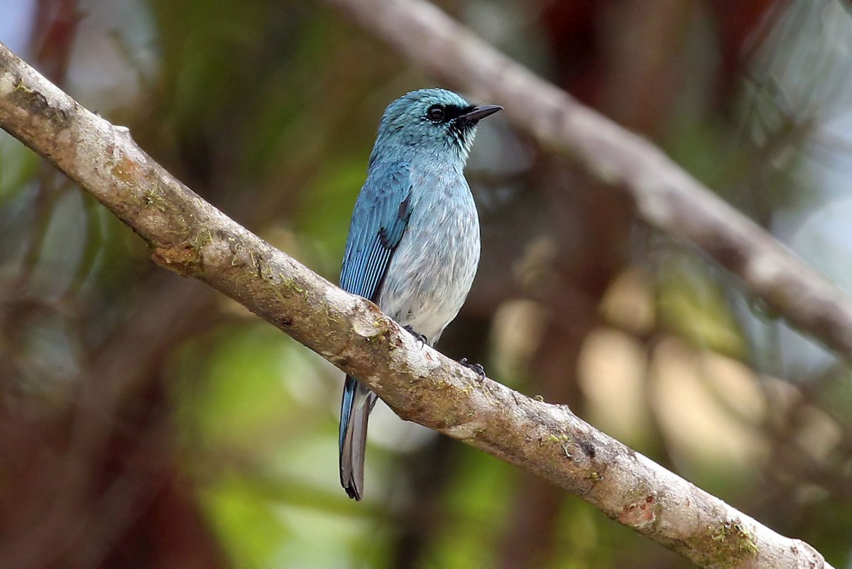 Turquoise Flycatcher - Phillip Edwards