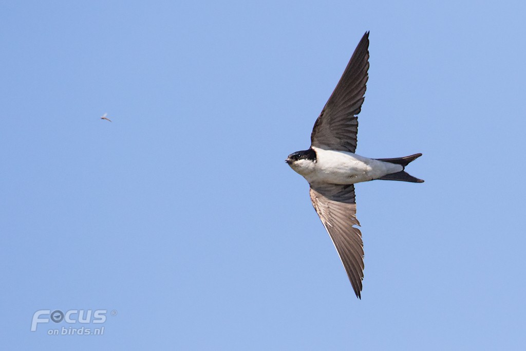 ニシイワツバメ（urbicum／meridionale） - ML204846211