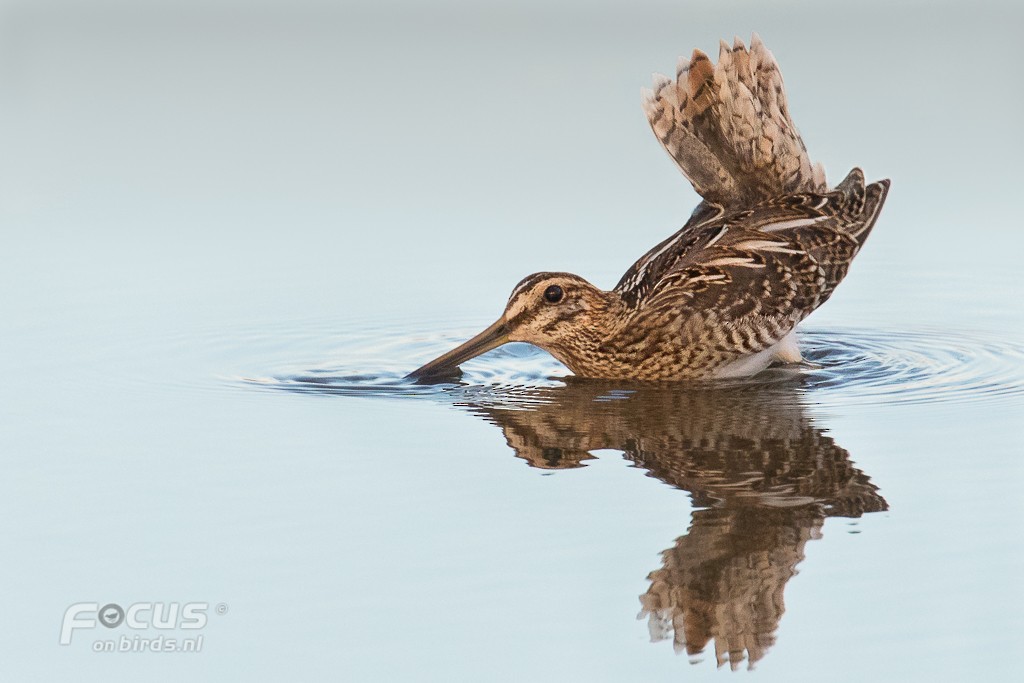 Common Snipe - Mattias Hofstede