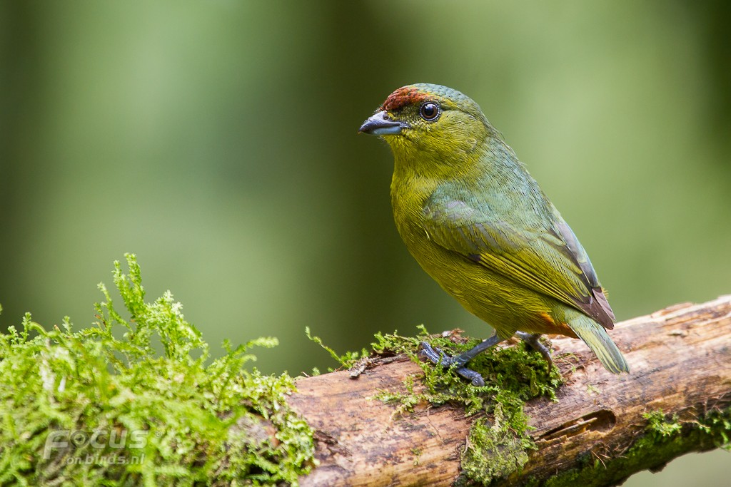 Гутурама оливкова - ML204846411