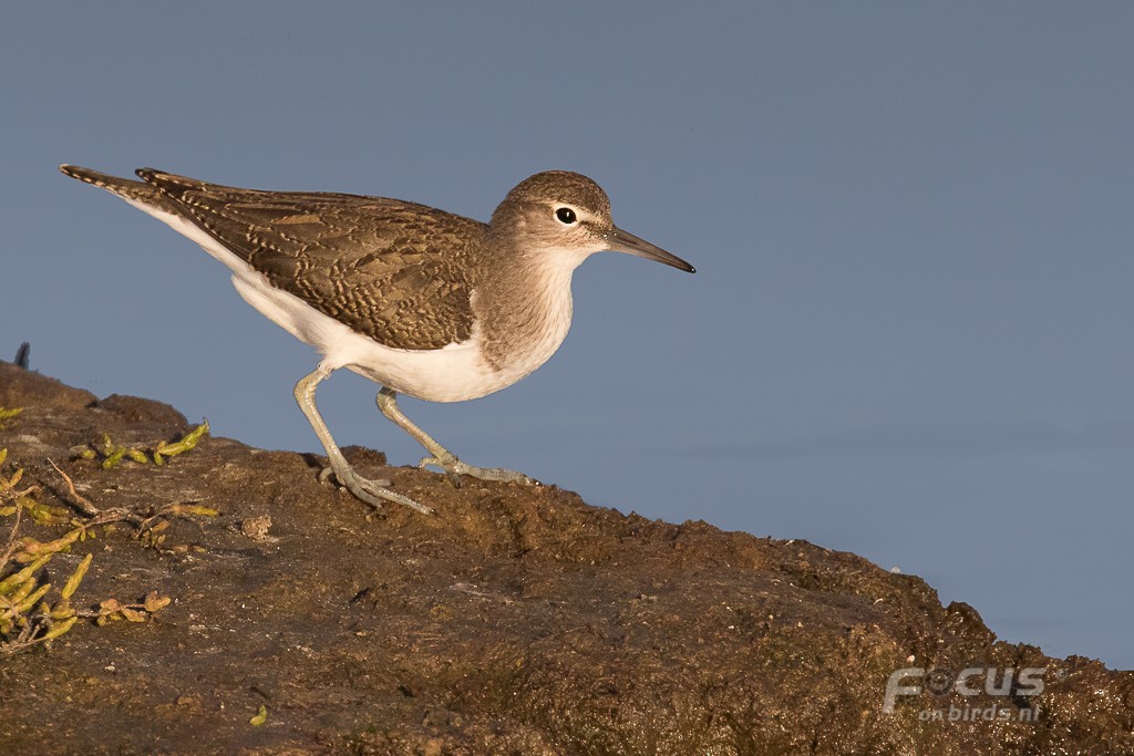 Common Sandpiper - ML204846431