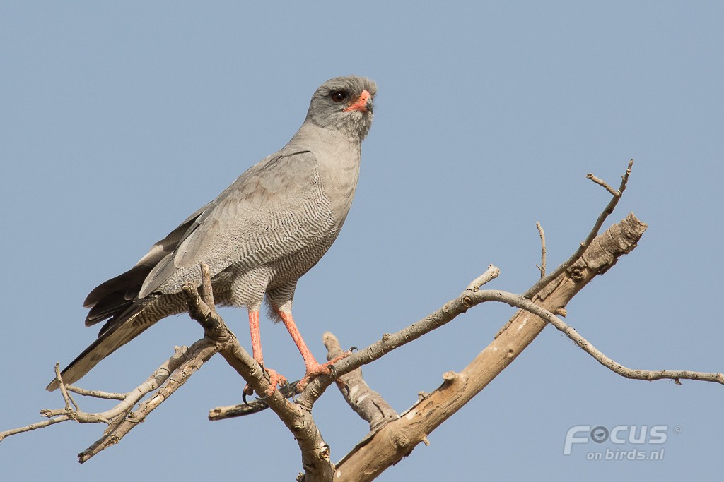 Dark Chanting-Goshawk - Mattias Hofstede