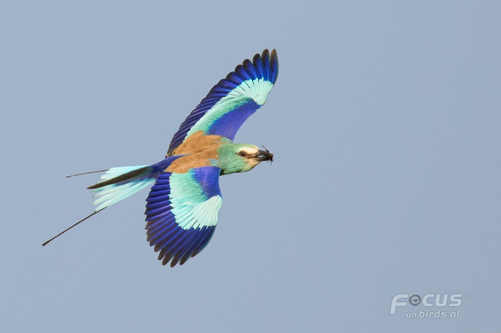 Abyssinian Roller - Mattias Hofstede