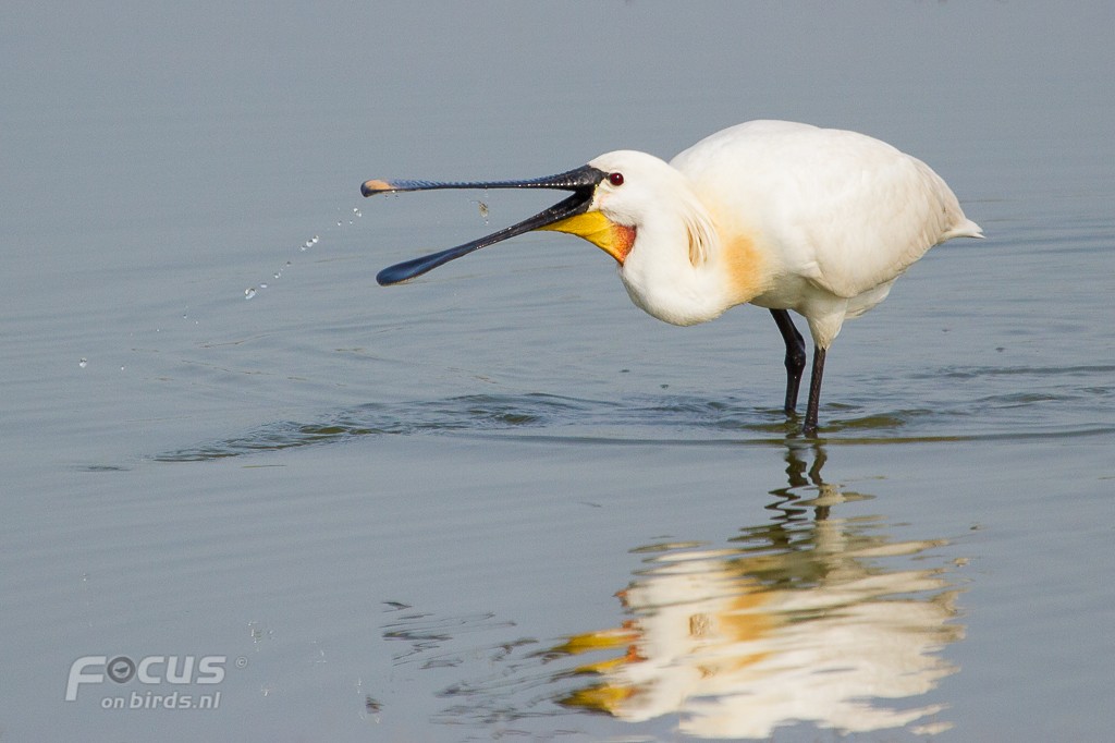 ヘラサギ - ML204846561