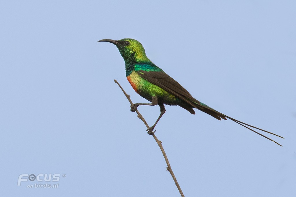 Beautiful Sunbird - ML204846591