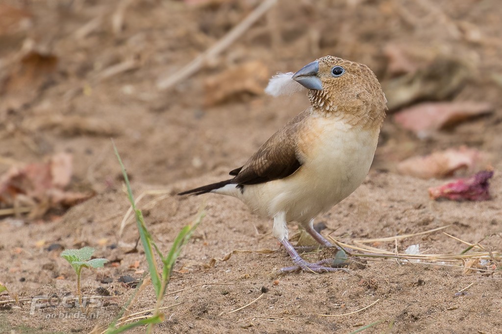 African Silverbill - ML204846611