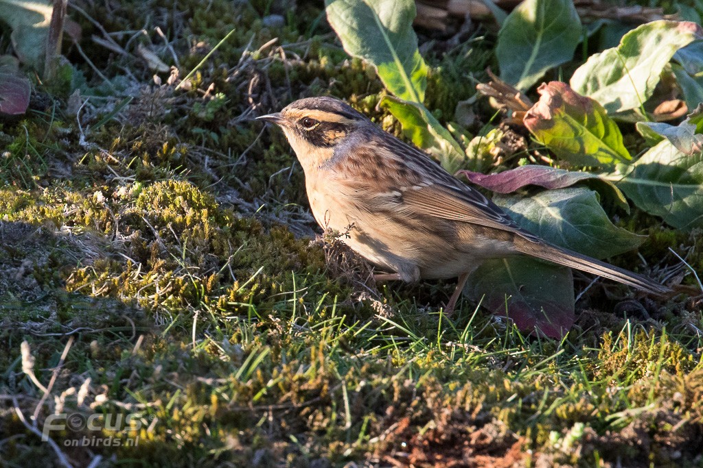 Siberian Accentor - ML204846621