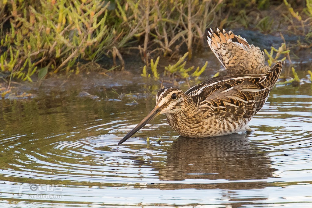タシギ - ML204846641