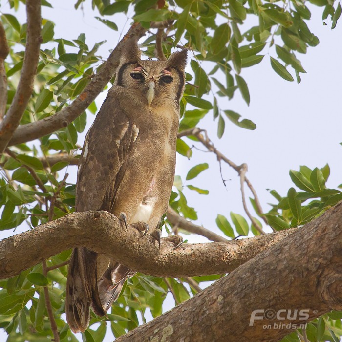 Verreaux's Eagle-Owl - Mattias Hofstede