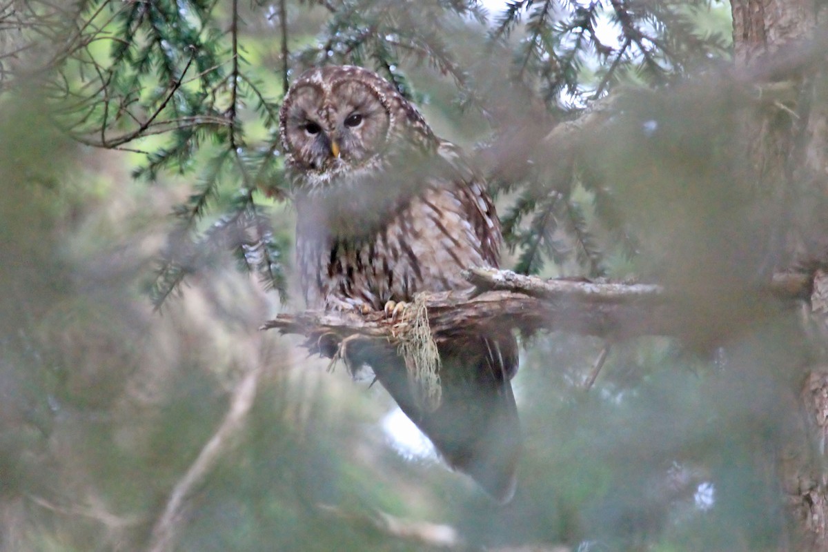 Ural Owl (Pere David's) - Phillip Edwards