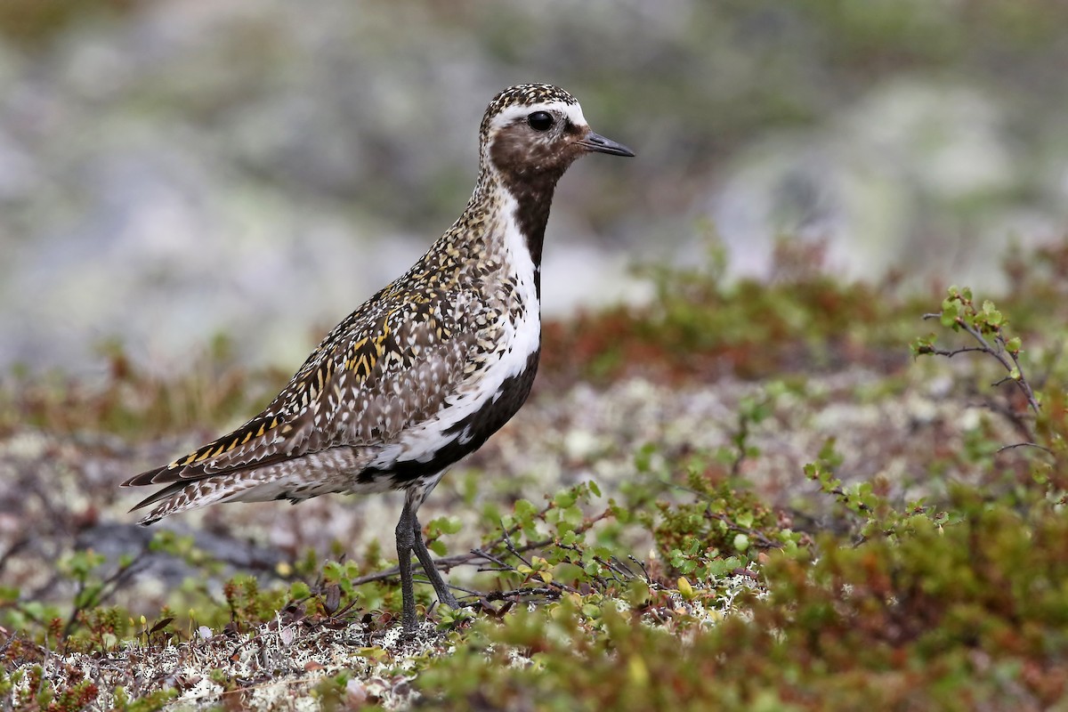 European Golden-Plover - ML204846991