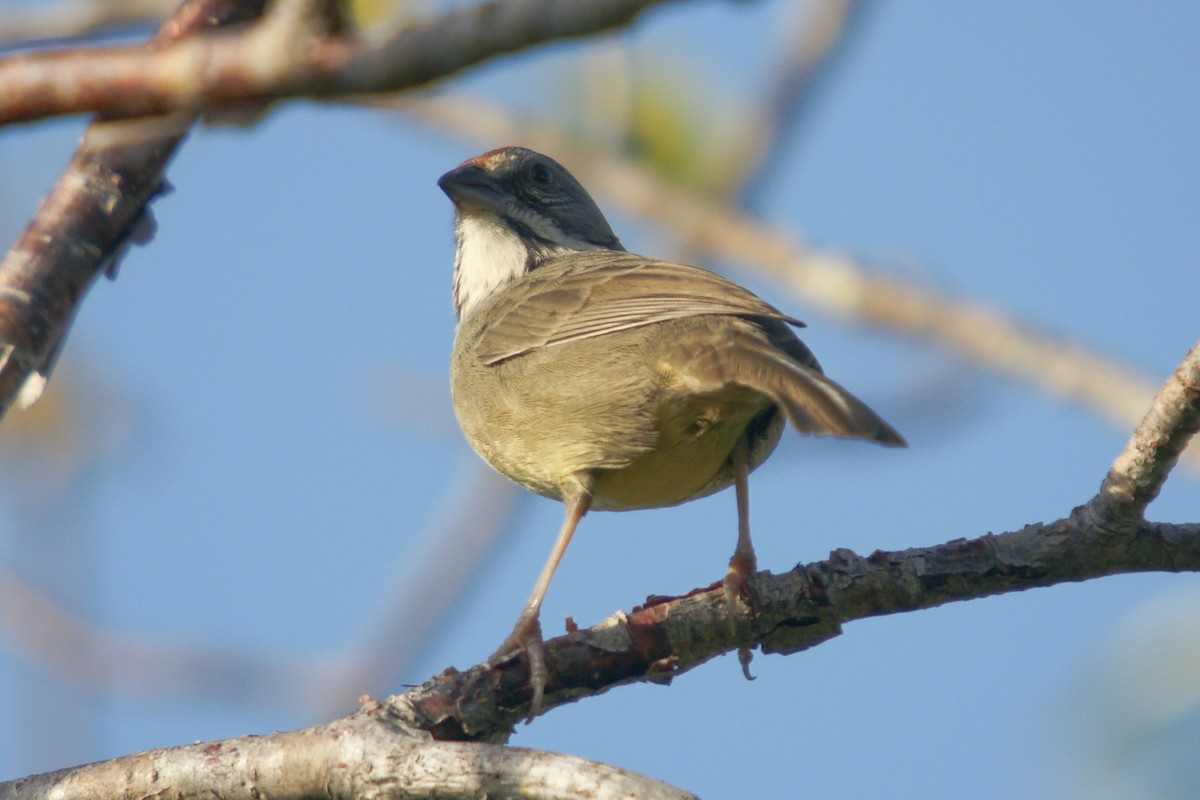 Zapata Sparrow - ML204847491
