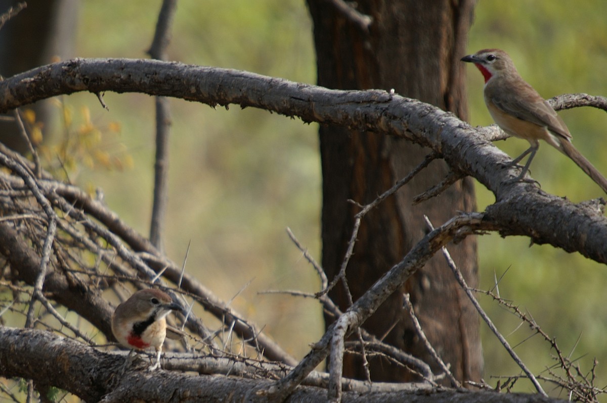 Rosy-patched Bushshrike - ML204847581