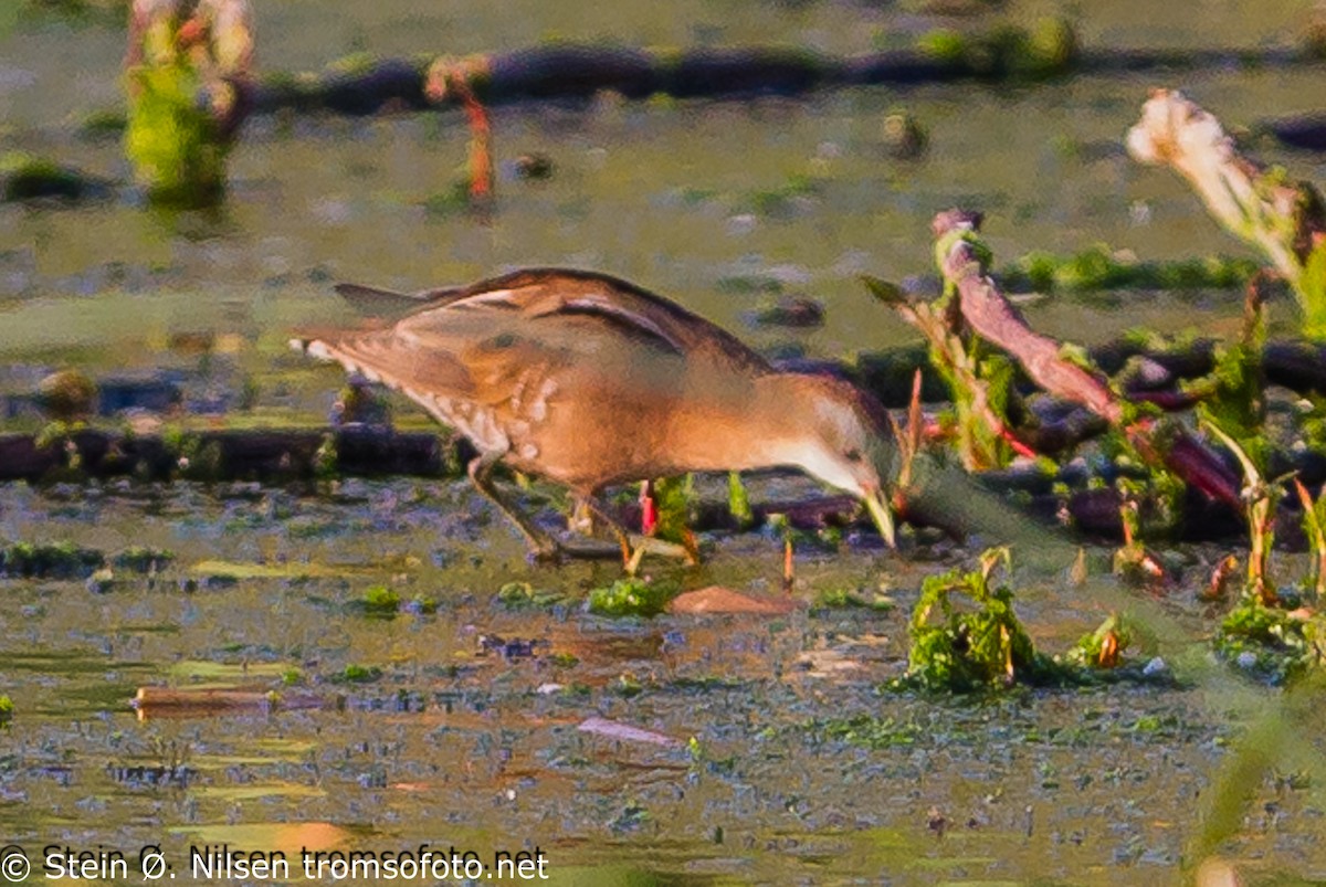 コクイナ - ML20484771