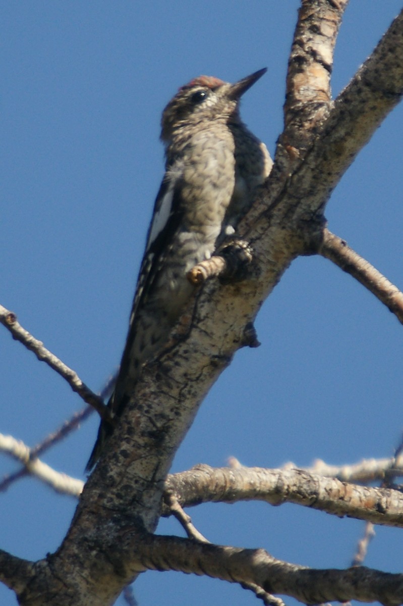Red-breasted Sapsucker - ML204847731