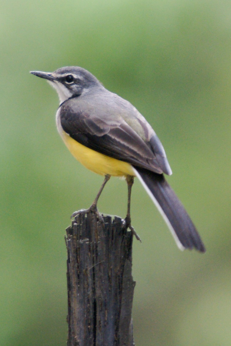 Madagascar Wagtail - ML204847911