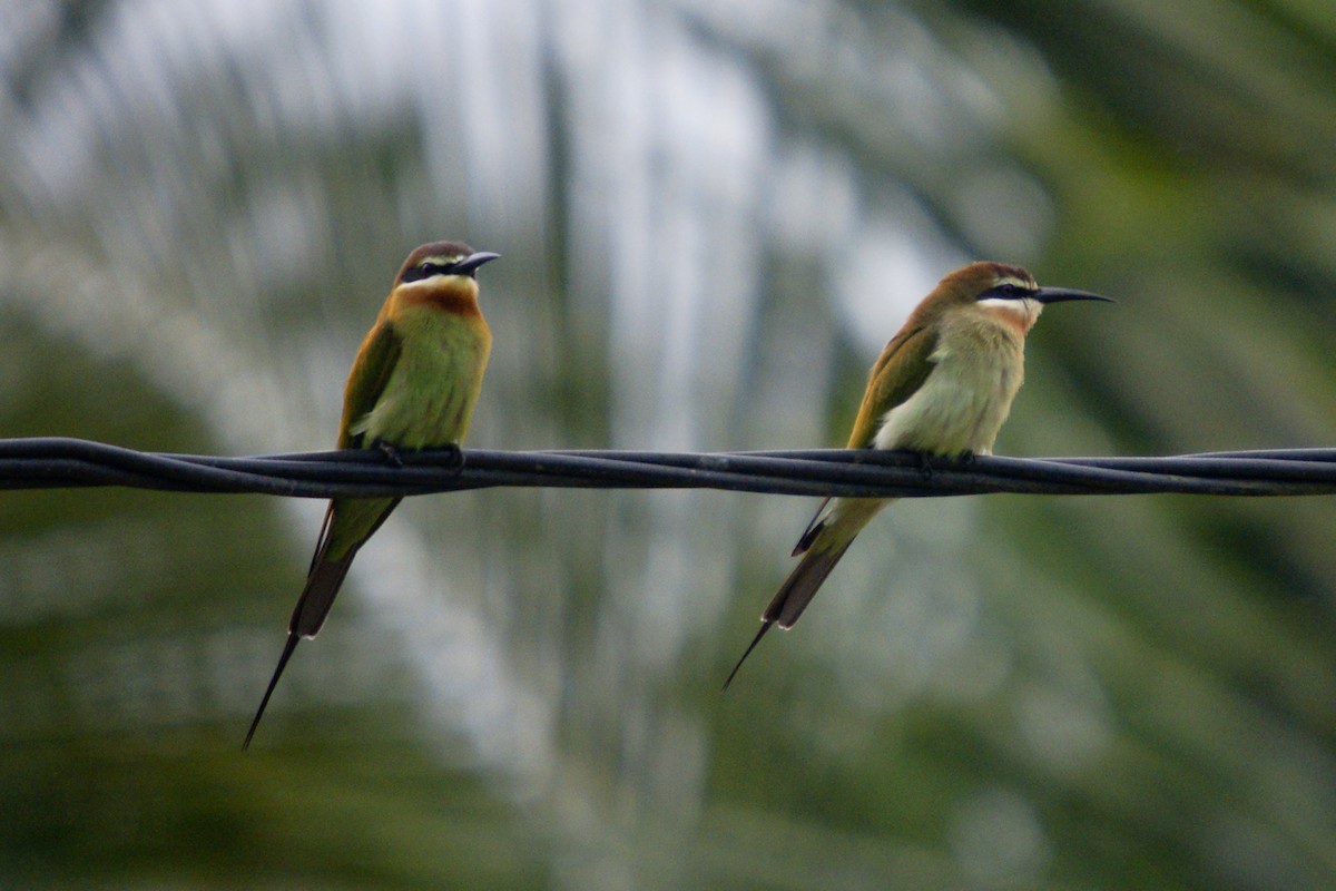 Olive Bee-eater - ML204848031