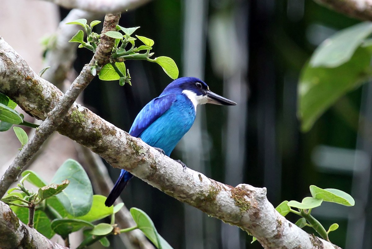 Lazuli Kingfisher - Phillip Edwards