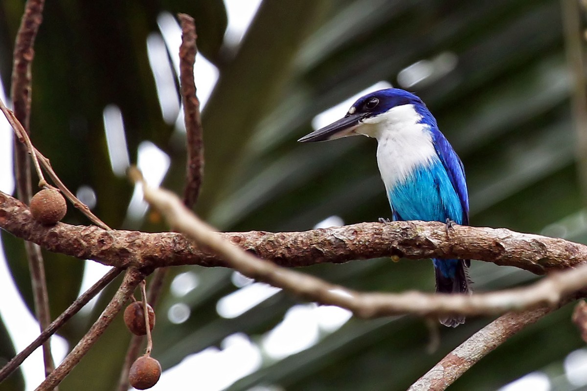Lazuli Kingfisher - Phillip Edwards