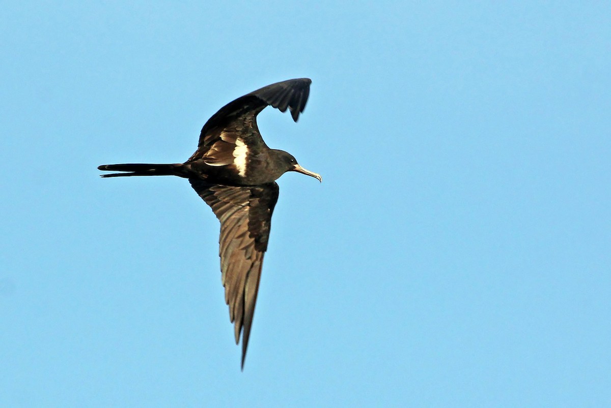 Lesser Frigatebird - ML204848231