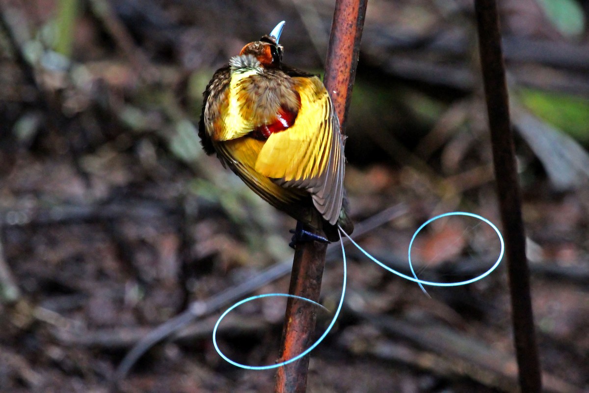 Magnificent Bird-of-Paradise - ML204848361