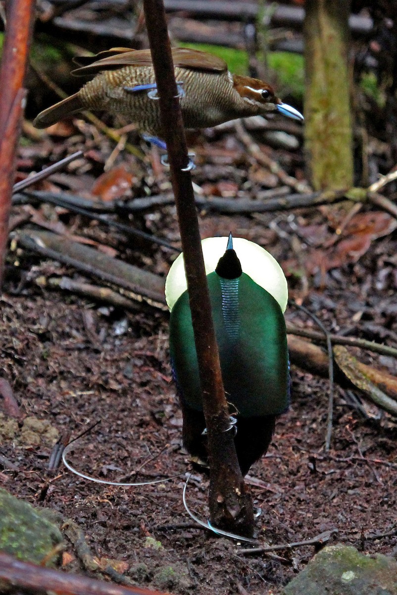 Magnificent Bird-of-Paradise - ML204848381