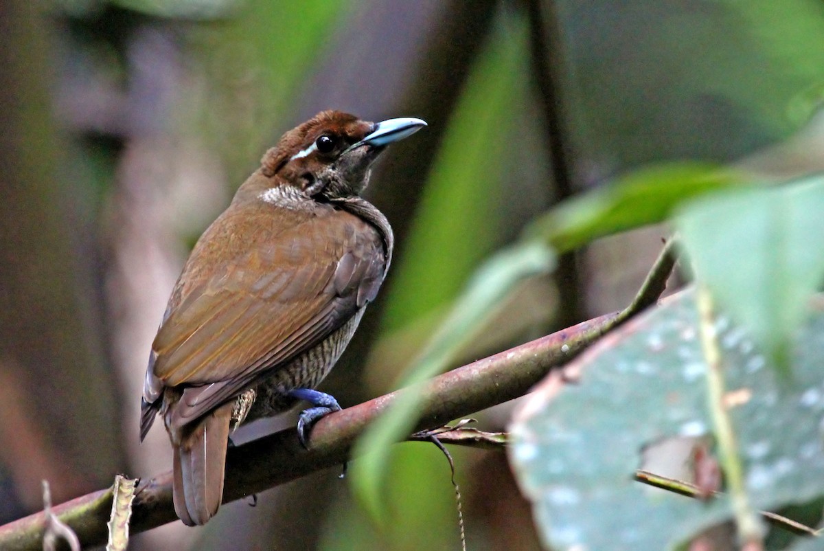 Magnificent Bird-of-Paradise - ML204848391