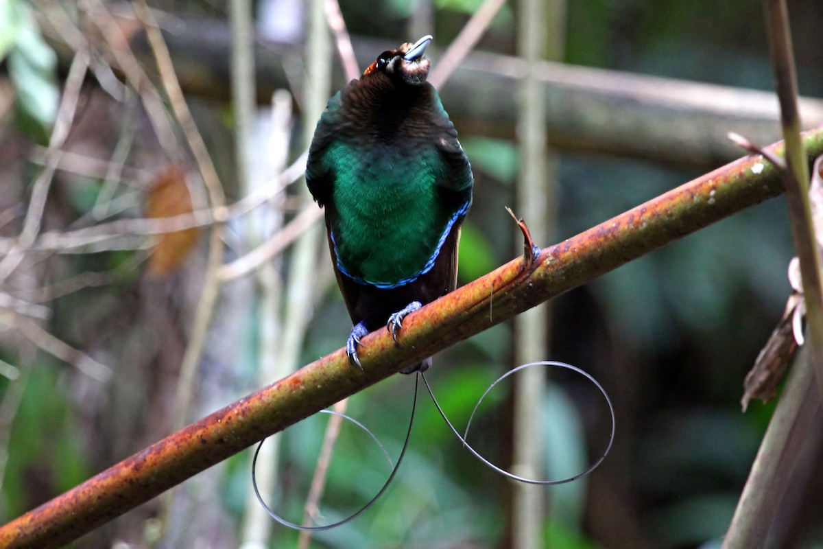 Magnificent Bird-of-Paradise - ML204848401
