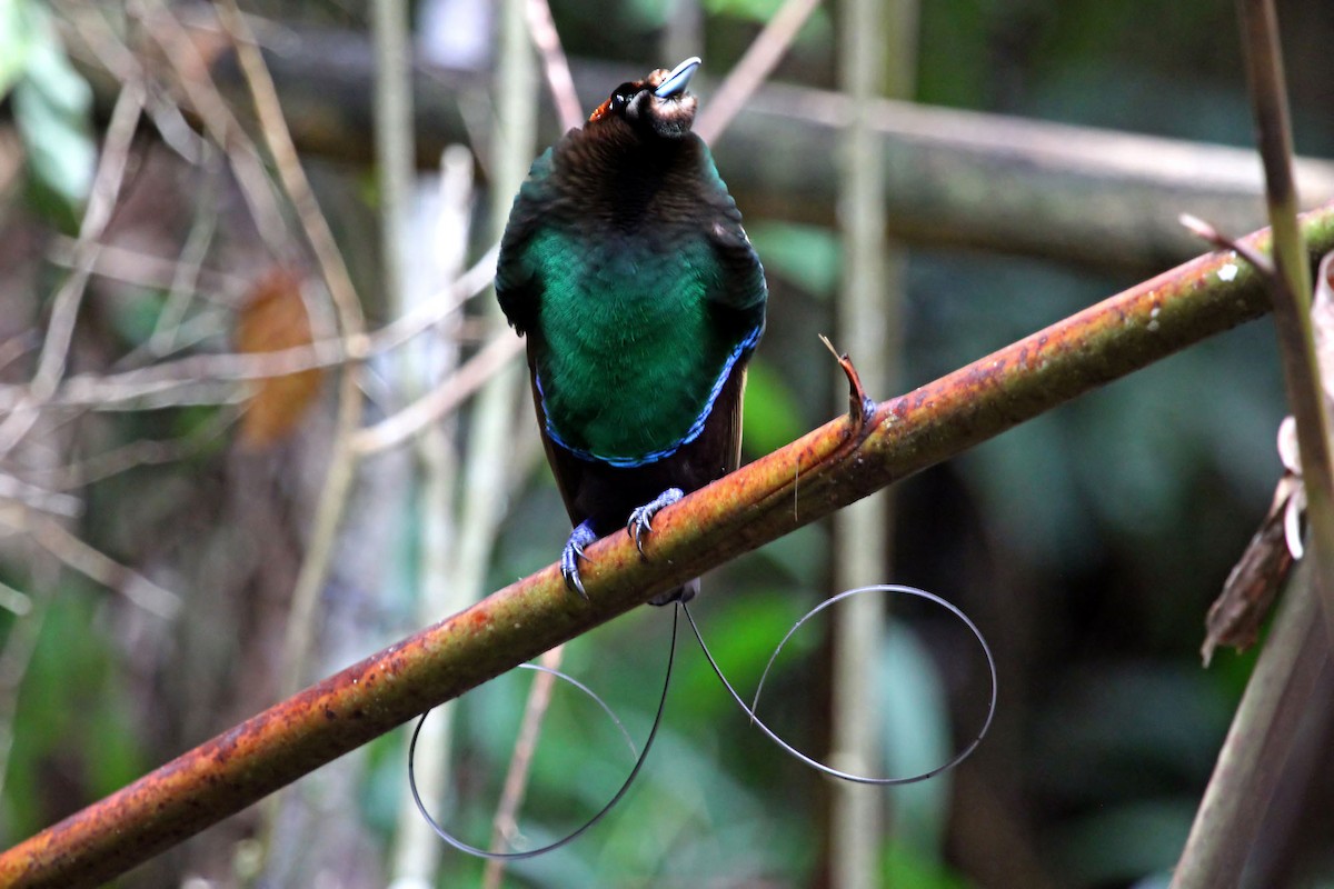 Magnificent Bird-of-Paradise - ML204848401