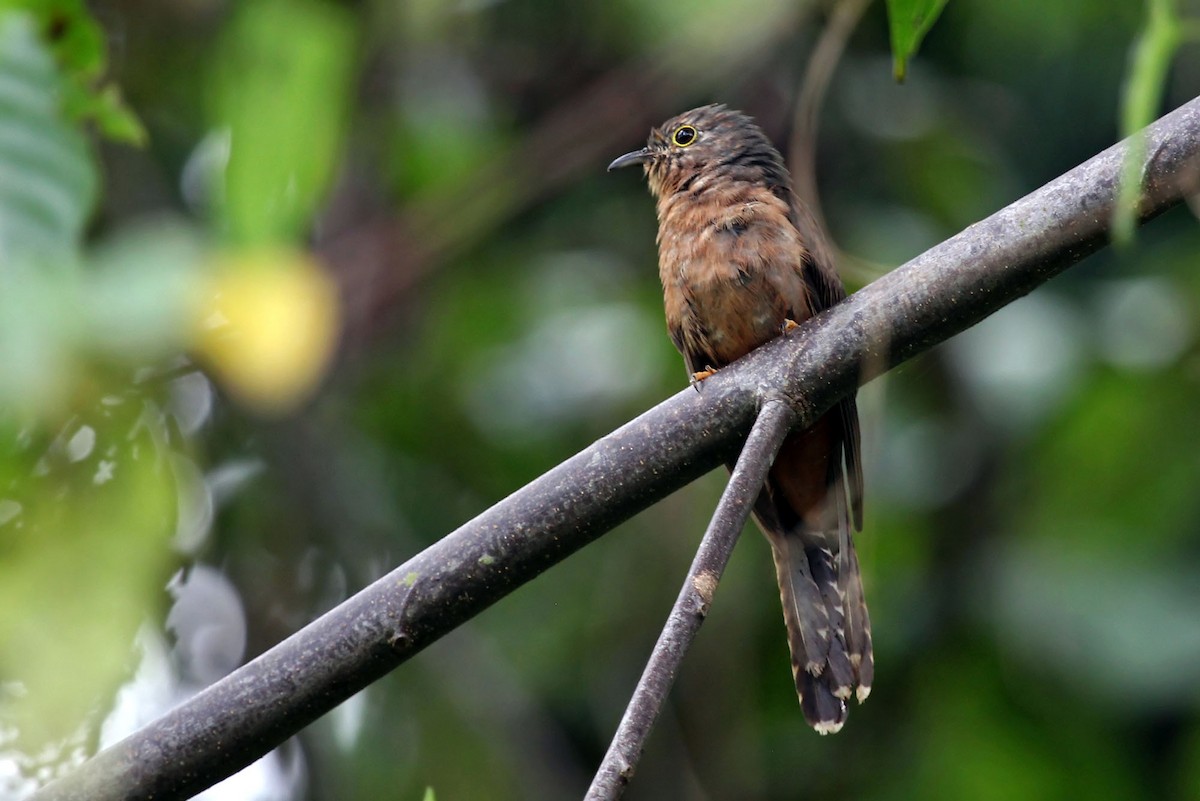 Moluccan Brush Cuckoo - Phillip Edwards