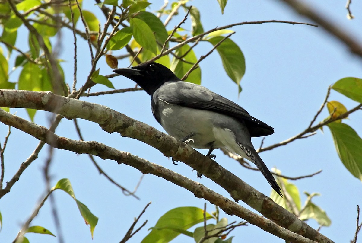 Moluccan Cuckooshrike - Phillip Edwards