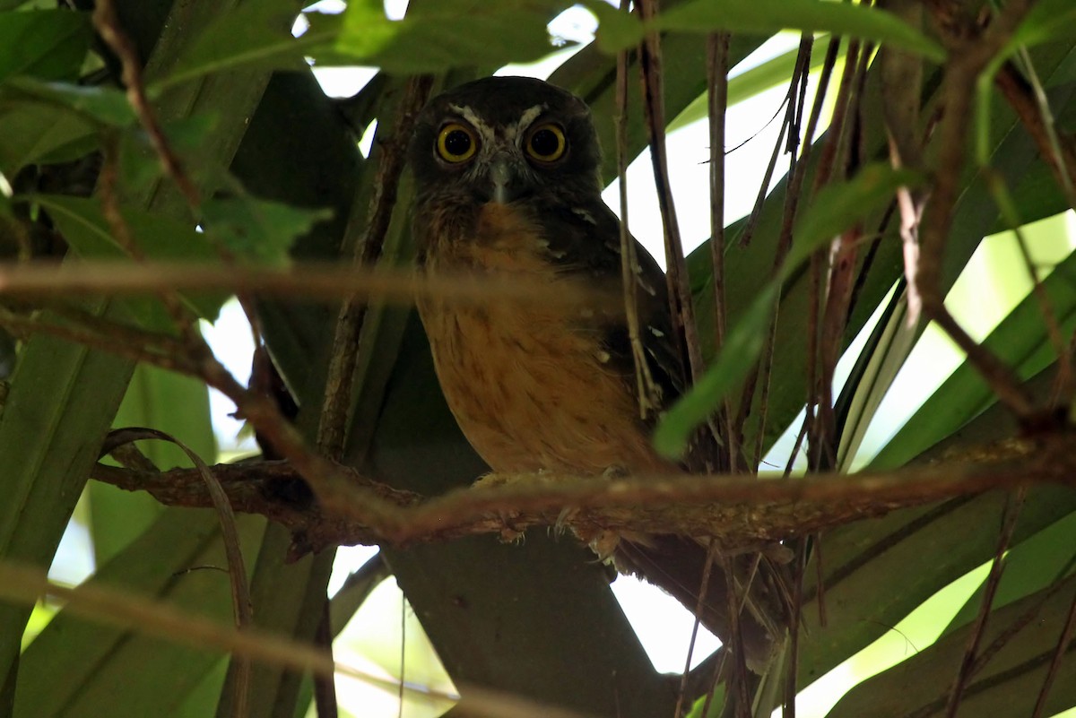 Ochre-bellied Boobook - ML204848561