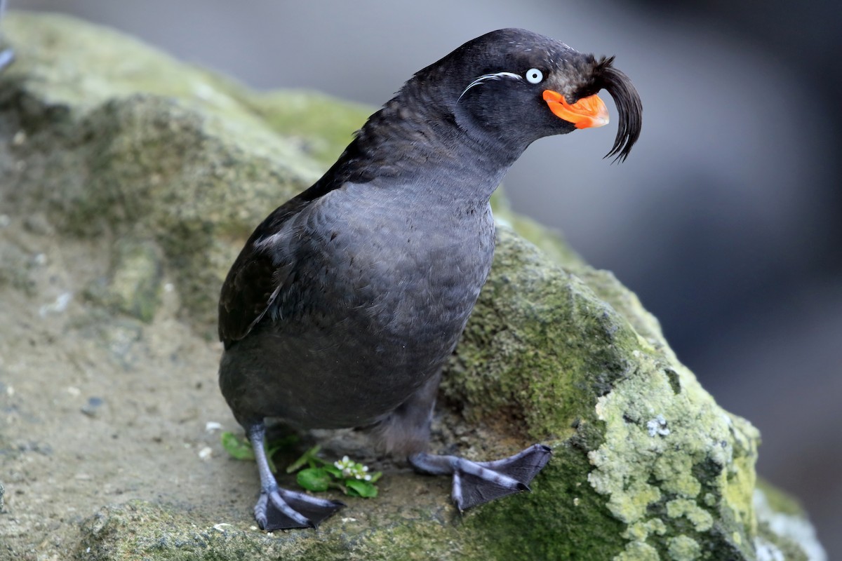 Crested Auklet - Phillip Edwards