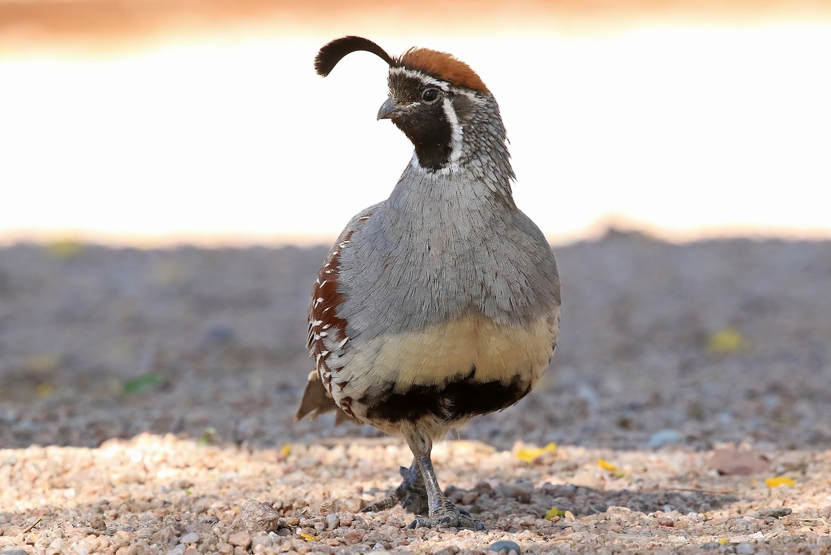 Gambel's Quail - ML204848891