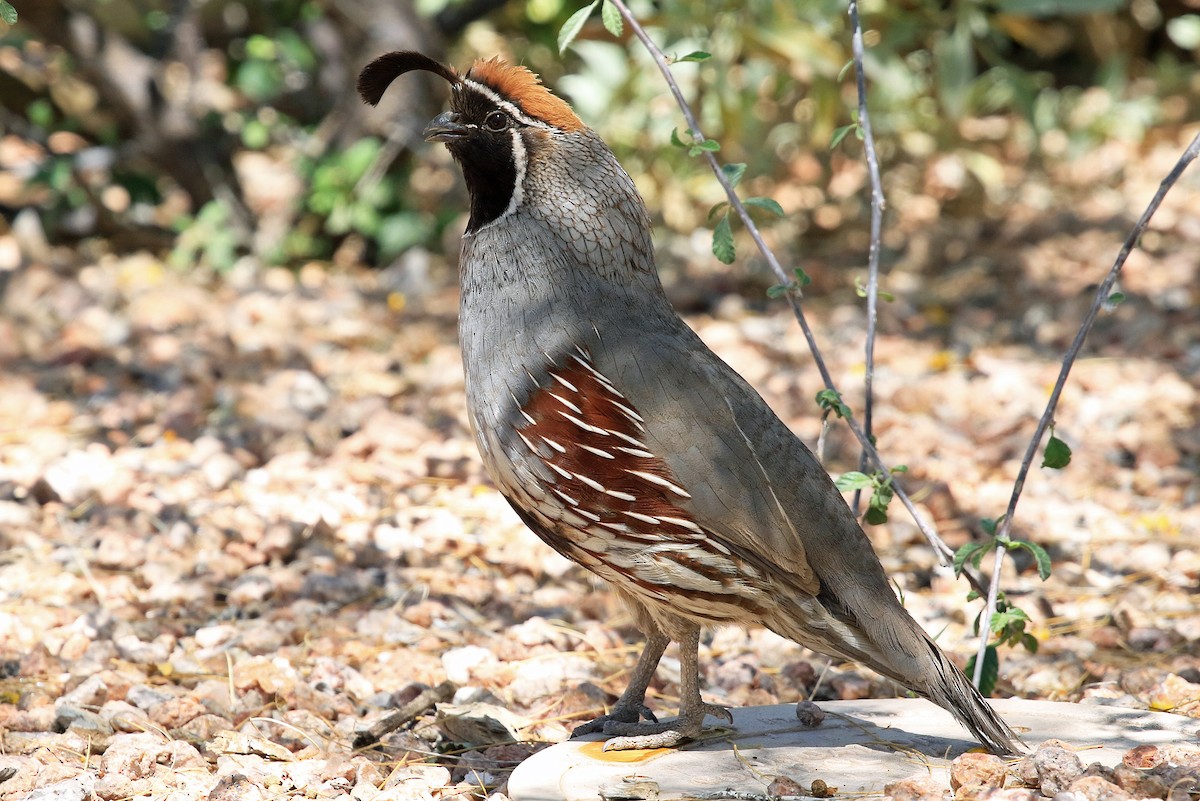 Gambel's Quail - ML204848901