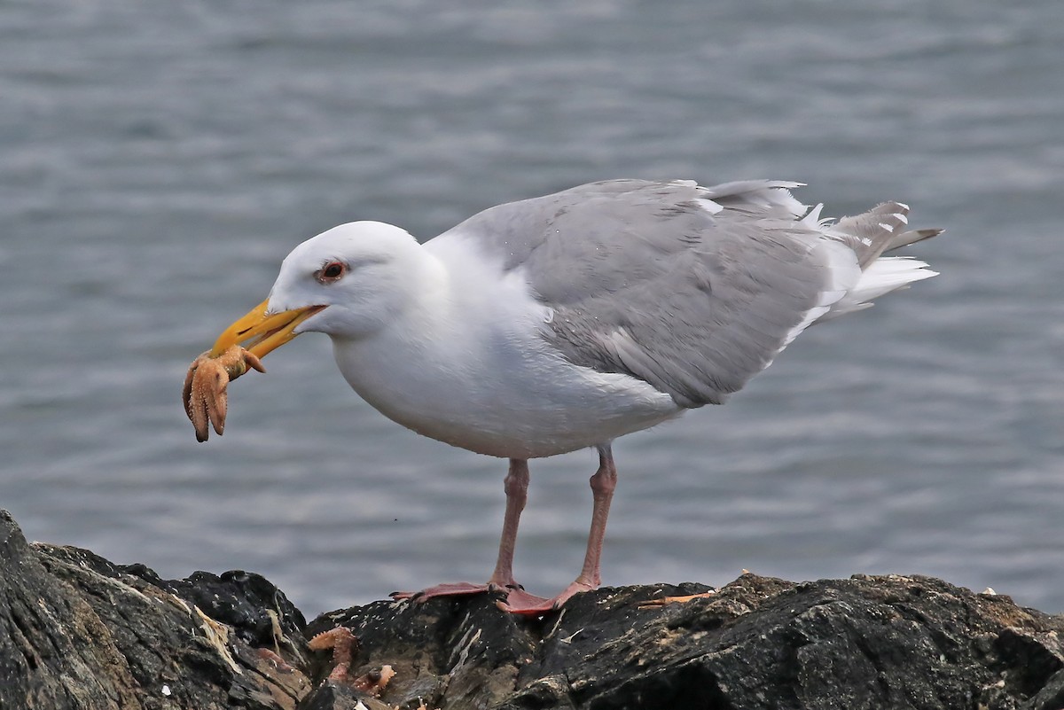 Glaucous-winged Gull - Phillip Edwards