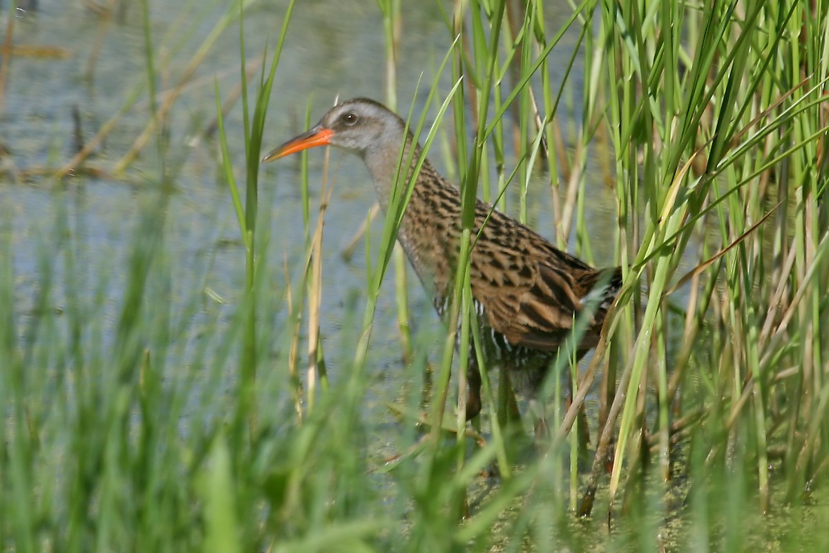 Brown-cheeked Rail - ML204849471