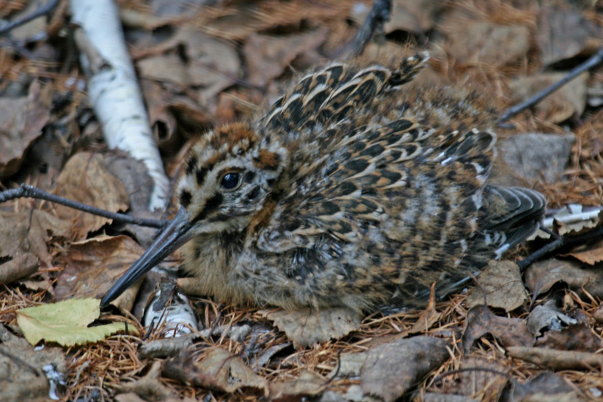 Eurasian Woodcock - ML204849501