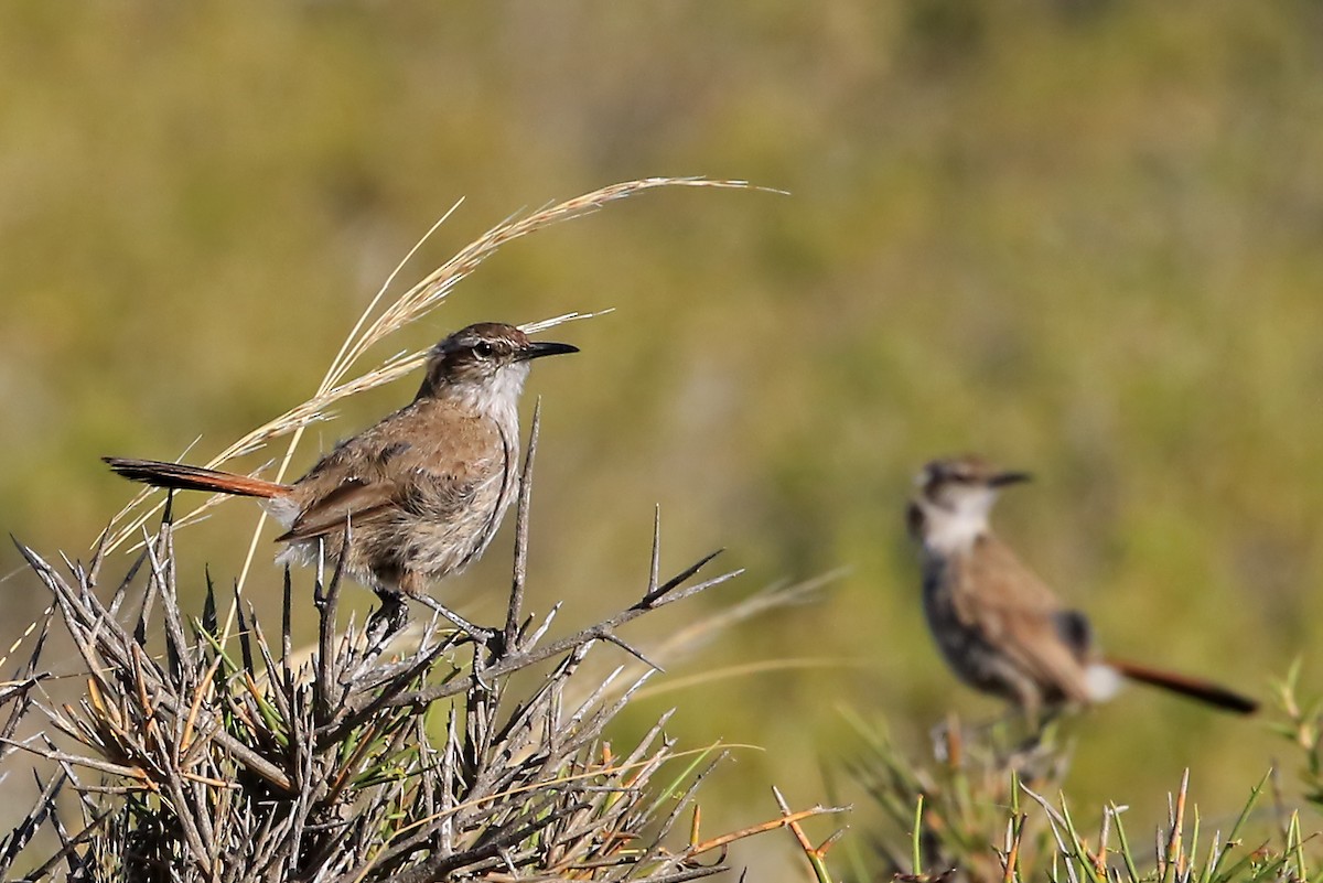 Band-tailed Earthcreeper - ML204849791