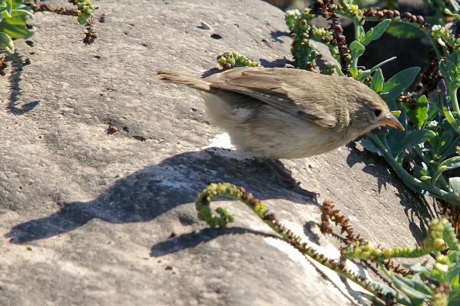 Gray Warbler-Finch - ML204849941