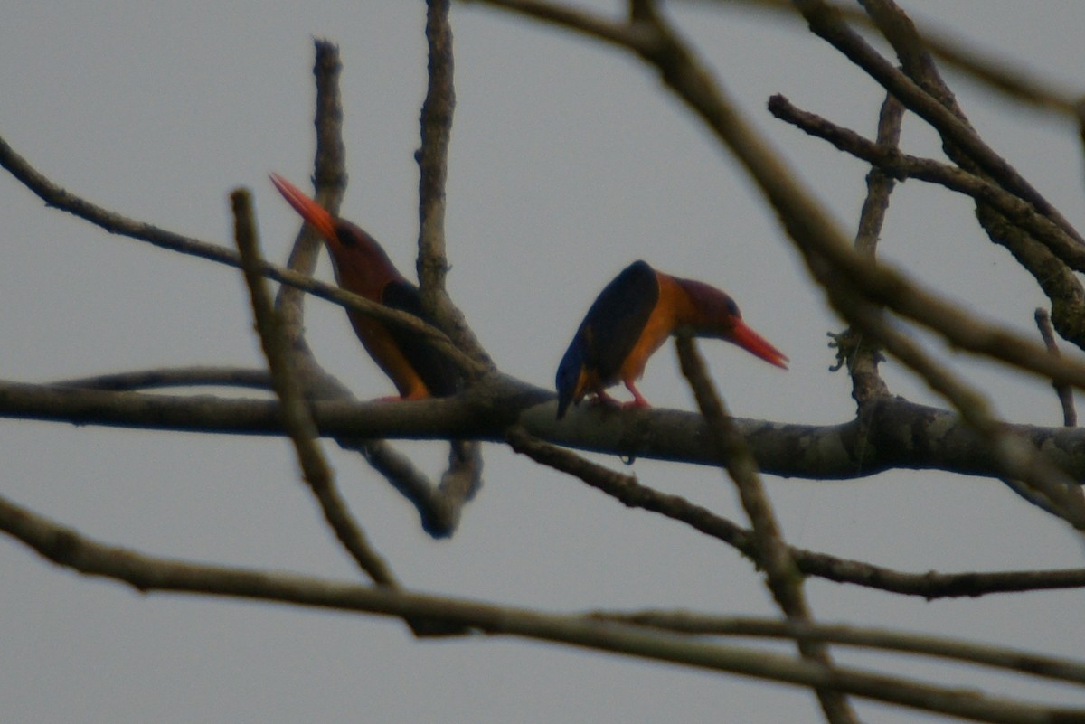 African Dwarf Kingfisher - ML204850031