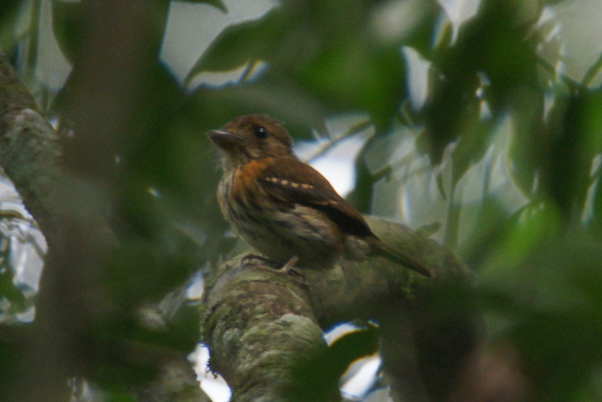 Rufous-sided Broadbill - ML204850091