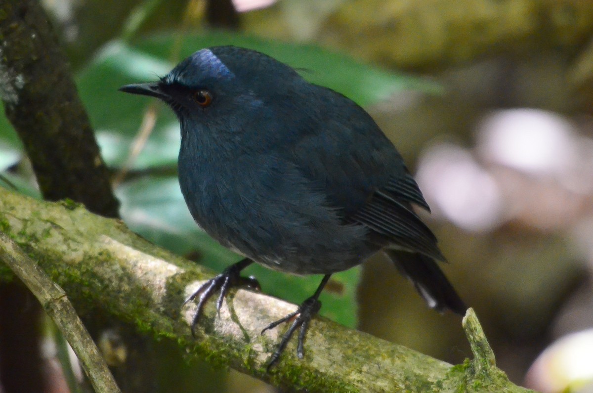 White-bellied Sholakili - ML204850281